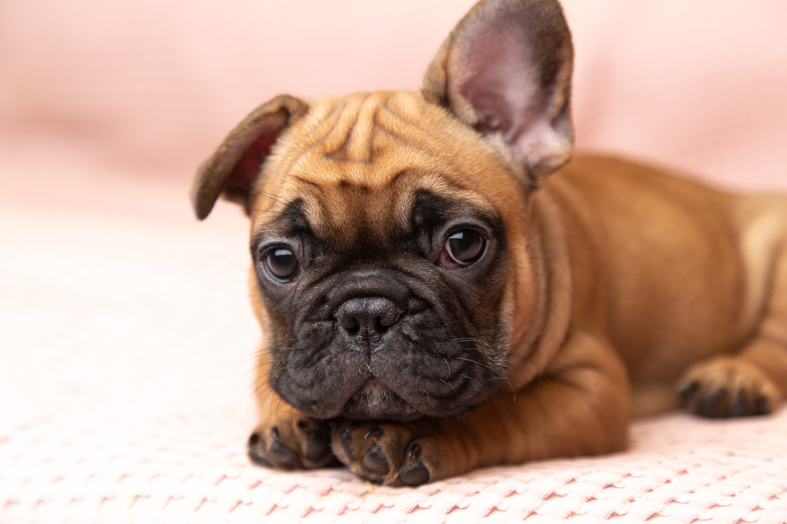 目の病気はフレブルに”最多”レベルで起きる