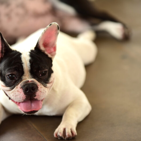 フレンチブルドッグの理想的な室温は？