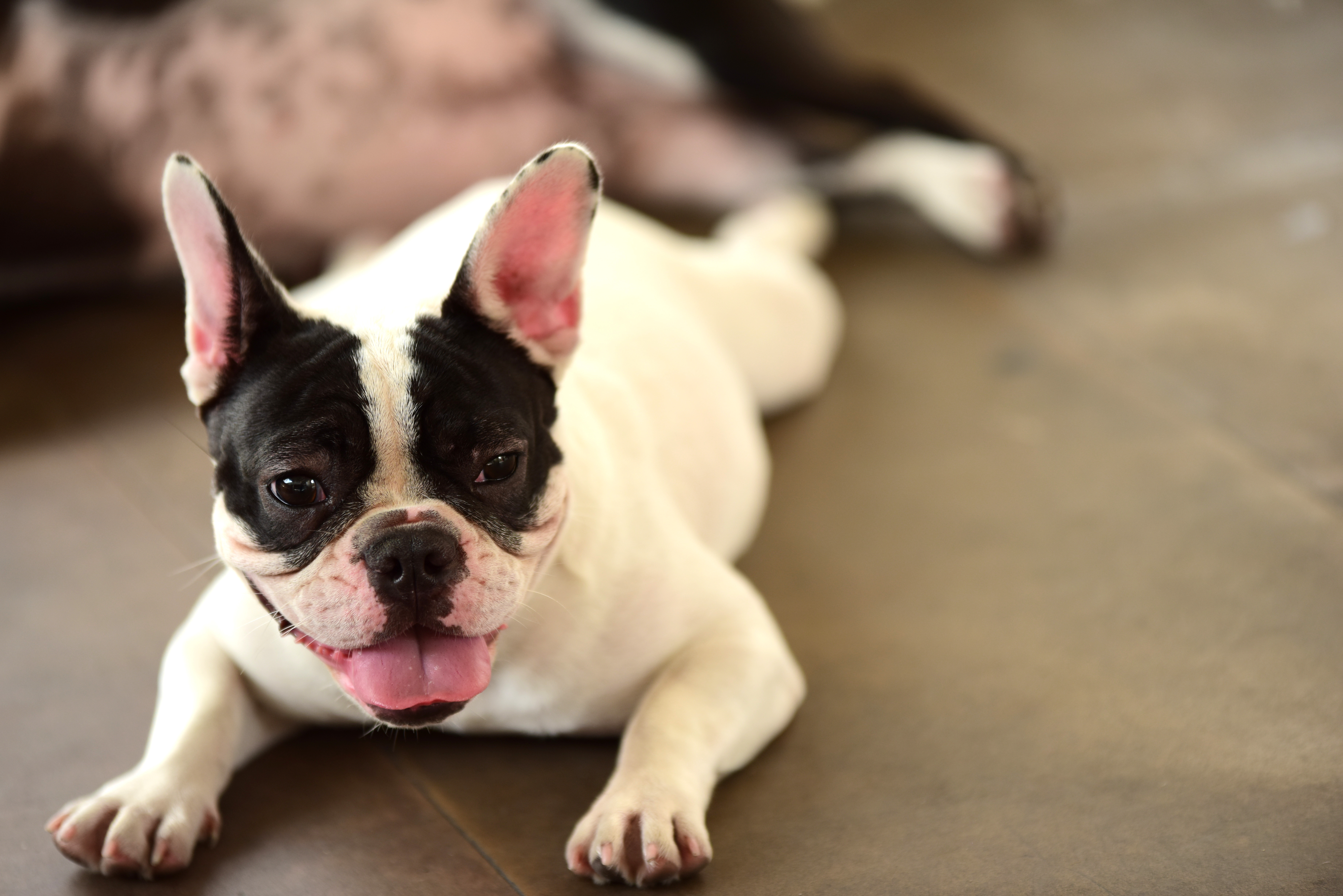 フレンチブルドッグの理想的な室温は?