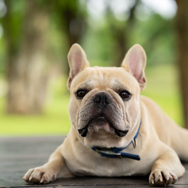 犬を去勢するメリット・デメリットは？