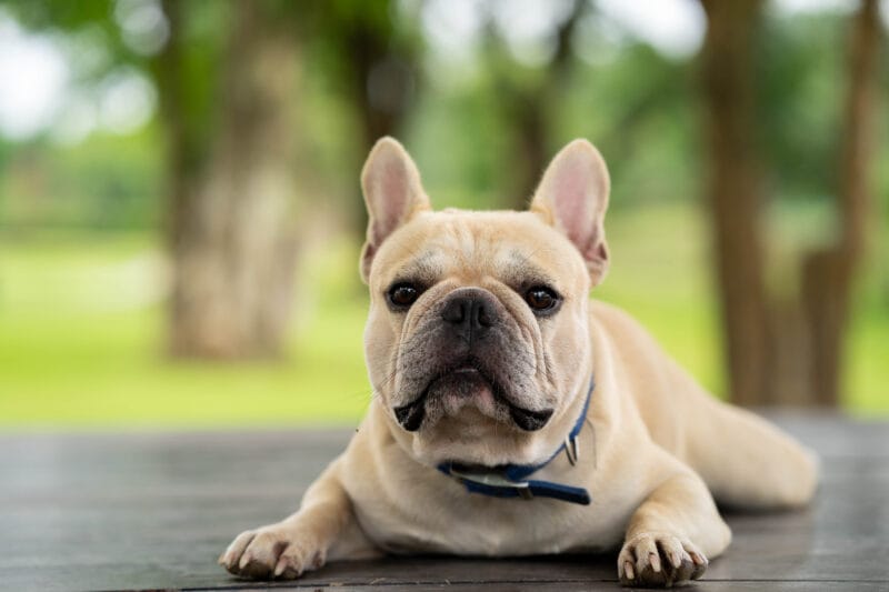 犬を去勢するメリット・デメリットは？