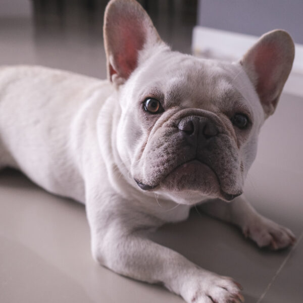 クリームは「おっとり」が多い説