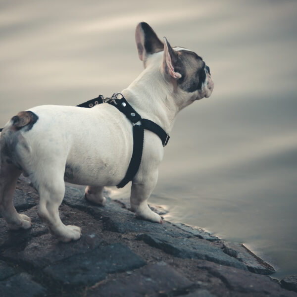 犬は超音波も聞き取れる