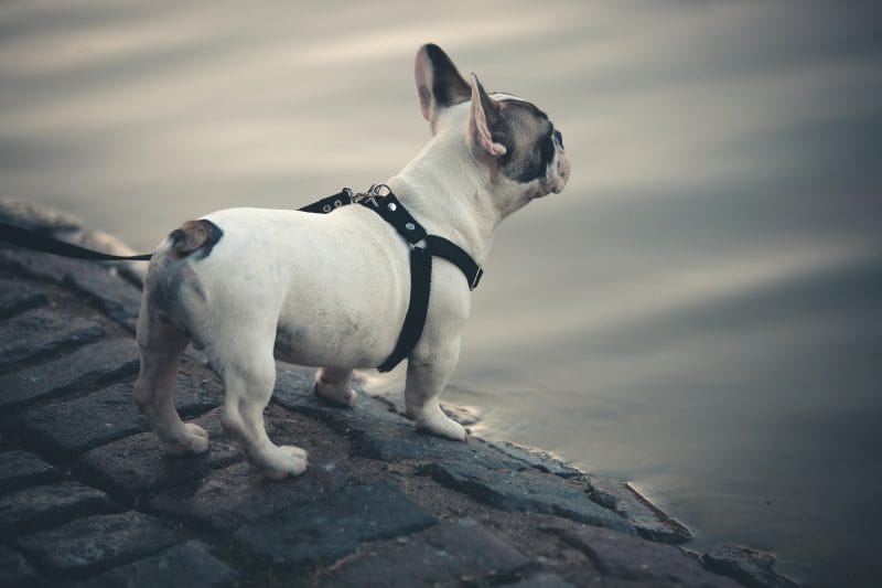 犬は超音波も聞き取れる