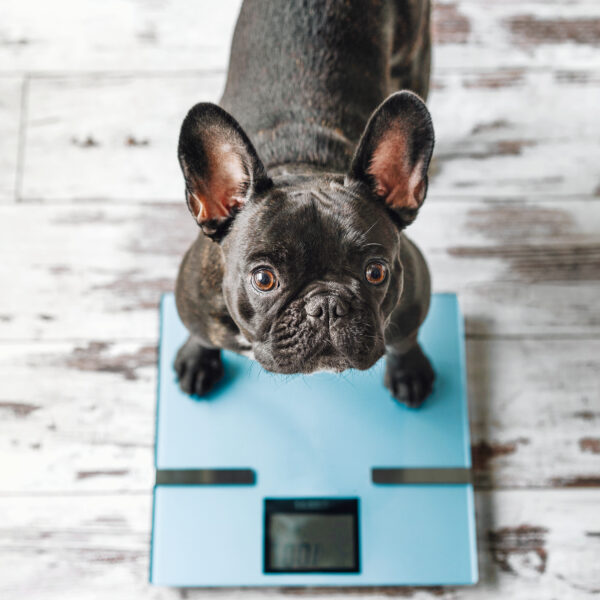 フレンチブルドッグの理想体重は何キロ?太り過ぎの基準と見分け方を徹底解説