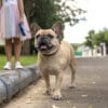散歩は朝と夜、どちらがいいですか？