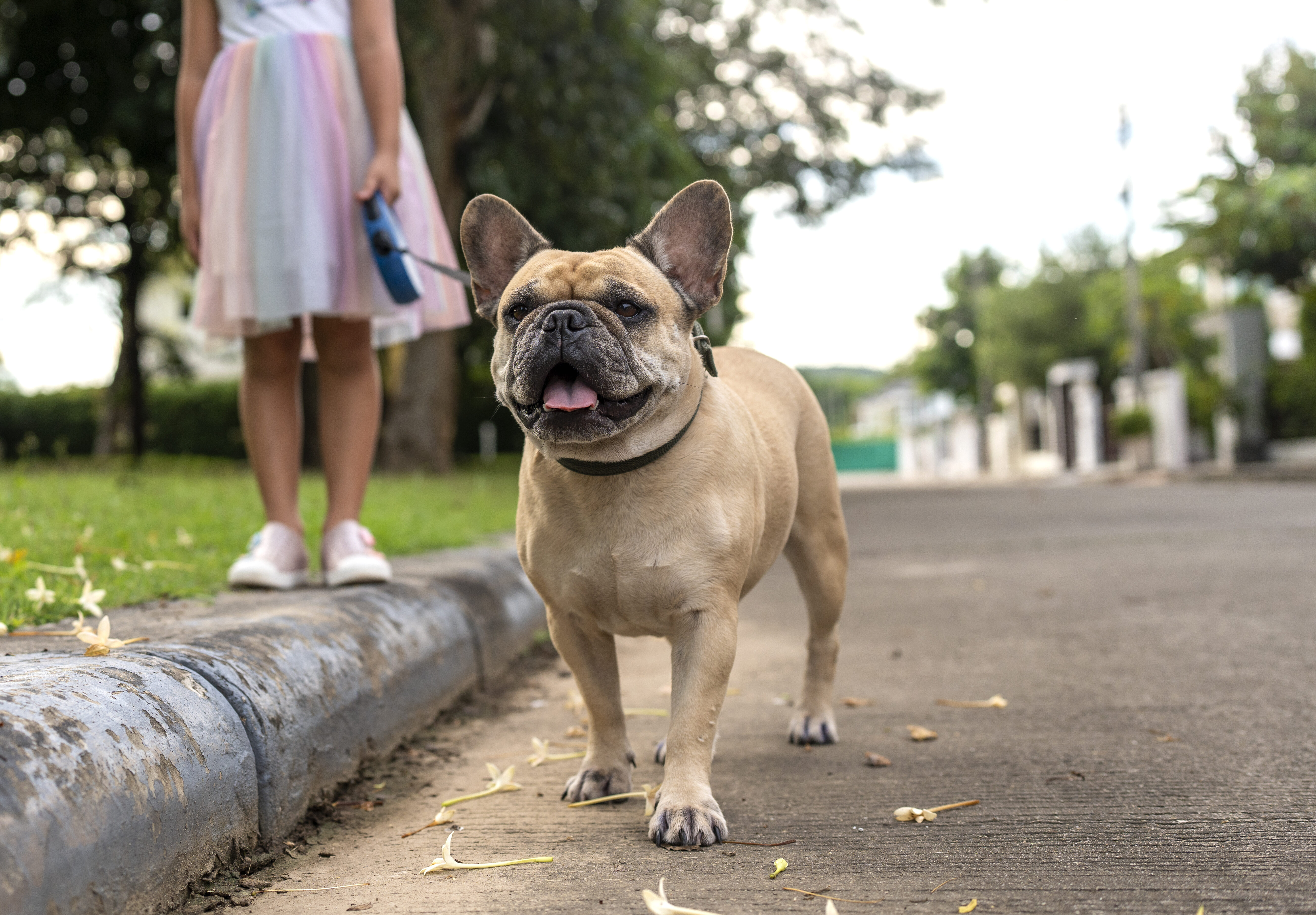 散歩は朝と夜、どちらがいいですか？