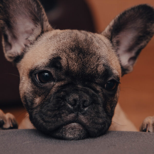 短頭種とは？フレンチブルドッグでわかる特徴・リスク・飼い方のポイント