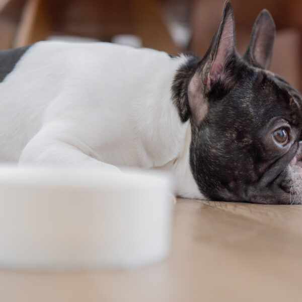 犬を去勢したら玉袋はどうなりますか？