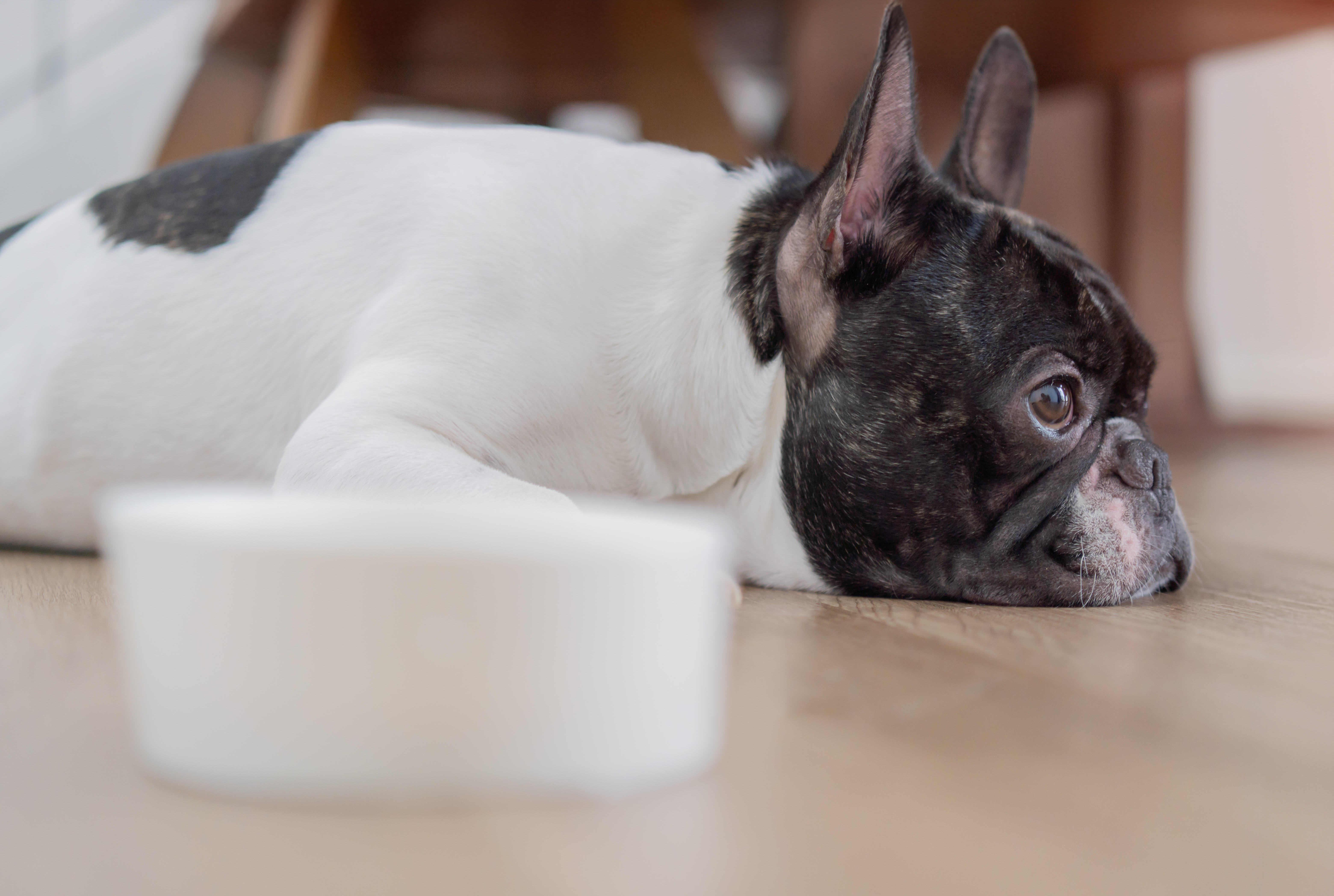 犬を去勢したら玉袋はどうなりますか？