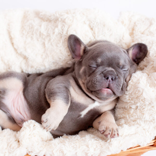 犬は夢を見る。寝言も言う