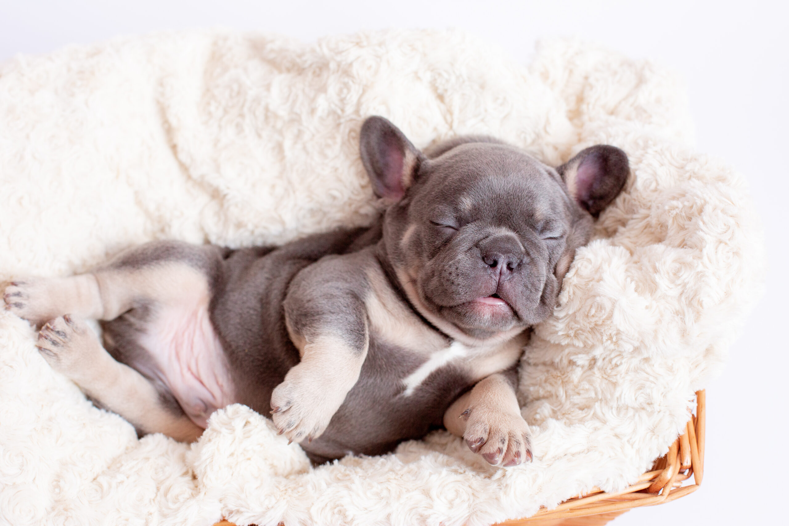 犬は夢を見る。寝言も言う