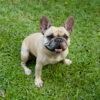 フレンチブルドッグは「おしゃべり犬」!?　吠えないのにうるさい7つの音の正体
