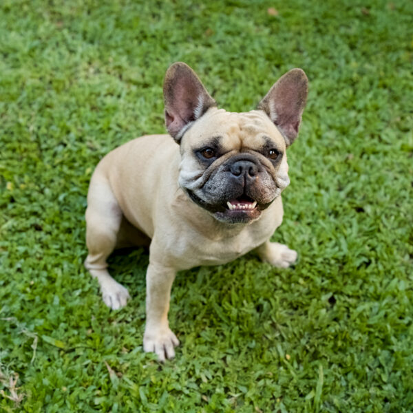 フレンチブルドッグは「おしゃべり犬」!?　吠えないのにうるさい7つの音の正体