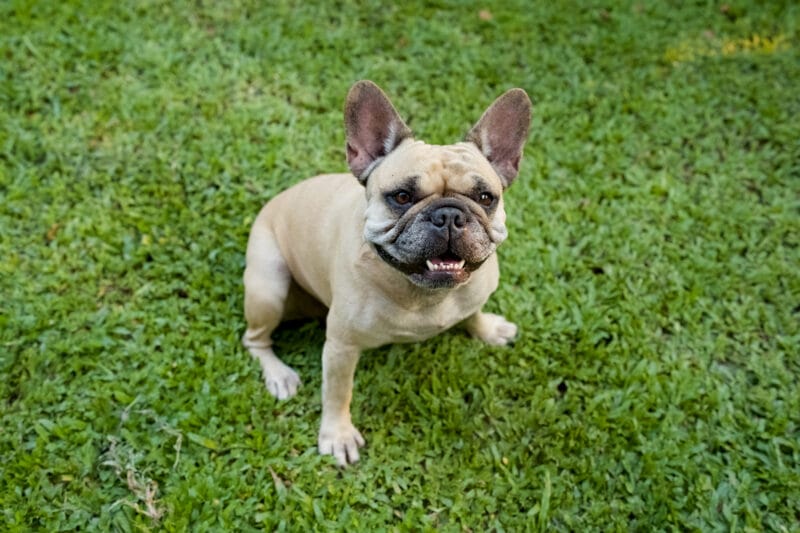 フレンチブルドッグは「おしゃべり犬」!?　吠えないのにうるさい7つの音の正体