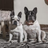 フレンチブルドッグの寿命はどれくらい？