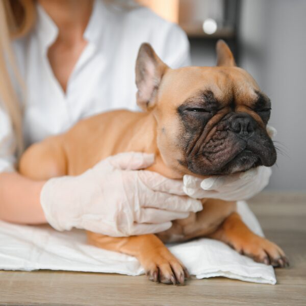 フレブルの去勢手術費用はいくらですか？