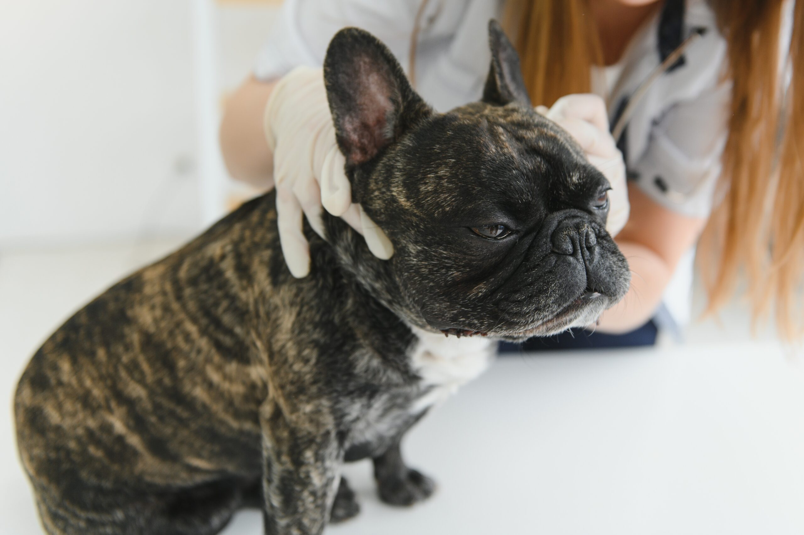 「外耳炎」の再発が多い犬種ランキングで常連