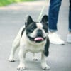 フレンチブルドッグの夏の散歩時間は？