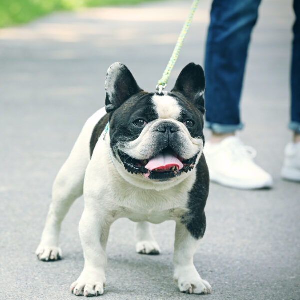 フレンチブルドッグの夏の散歩時間は？