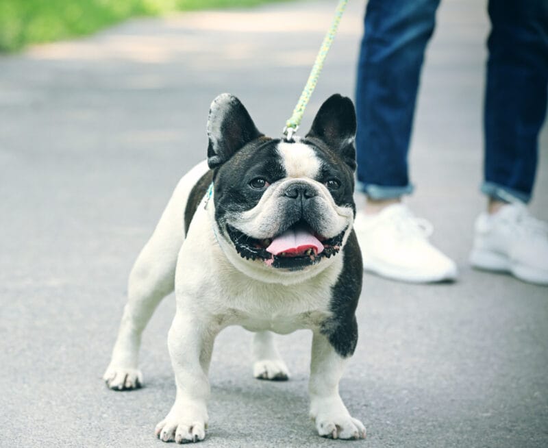 フレンチブルドッグは毎日散歩したほうがいいですか？
