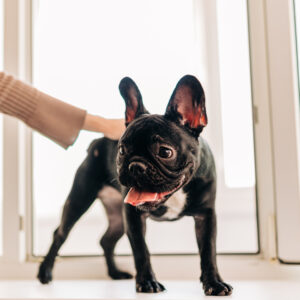 フレンチブルドッグのトイレトレーニング｜初めてでも安心！無理なく覚えるためのコツと環境づくり