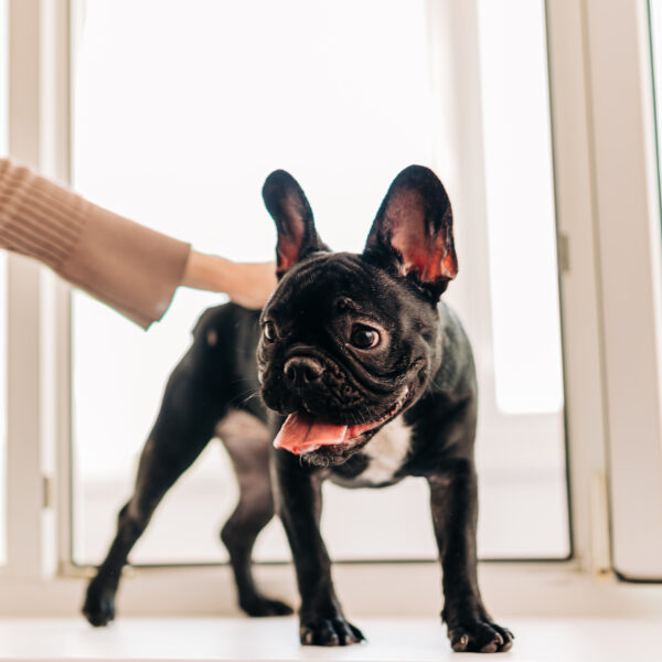 フレンチブルドッグのトイレトレーニング｜初めてでも安心！無理なく覚えるためのコツと環境づくり