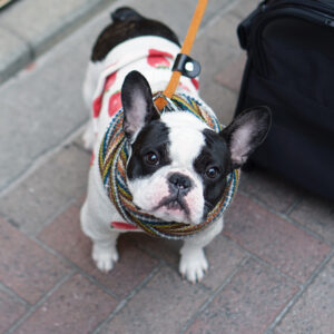 フレンチブルドッグとのお出かけ完全ガイド｜ドライブ・旅行・外食・預け先で失敗しないための全知識
