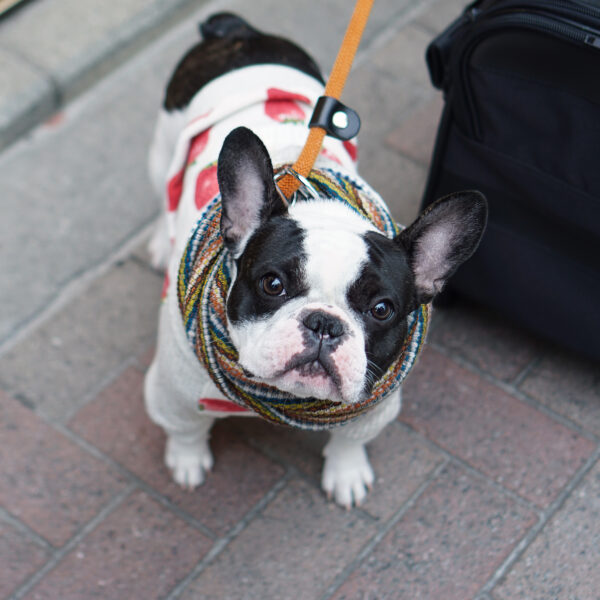 フレンチブルドッグとのお出かけ完全ガイド｜ドライブ・旅行・外食・預け先で失敗しないための全知識
