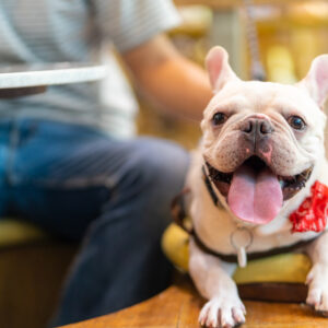 フレンチブルドッグが「アイラブユー」と言う理由｜おしゃべり犬の発声の秘密