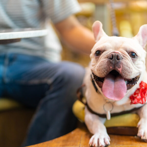 フレンチブルドッグが「アイラブユー」と言う理由｜おしゃべり犬の発声の秘密