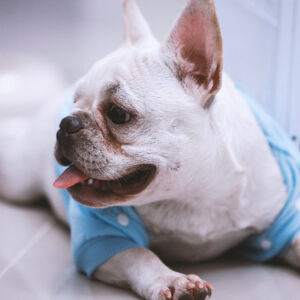 シニアフレンチブルドッグのイボ・しこりチェック法｜毎日のスキンシップで早期発見