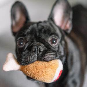 フレンチブルドッグが好きな人にだけ見せる行動10選