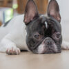 フレンチブルドッグの老犬介護|生活環境とケア完全ガイド
