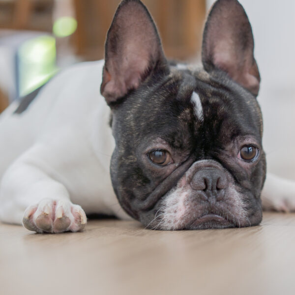 フレンチブルドッグの老犬介護|生活環境とケア完全ガイド
