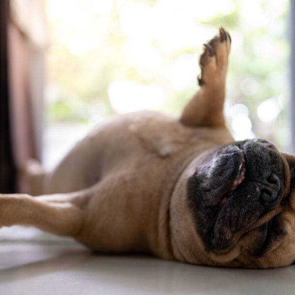 パピー期に仰向けで起き上がれない理由｜フレブルの体型の謎