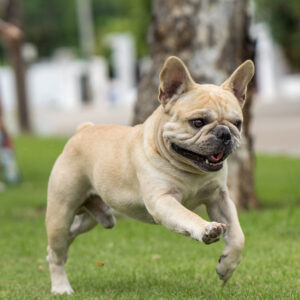 フラッピングとは？フレンチブルドッグが突然ダッシュする理由と対処法