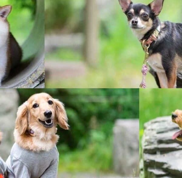 DOG CARE PARK in 大阪