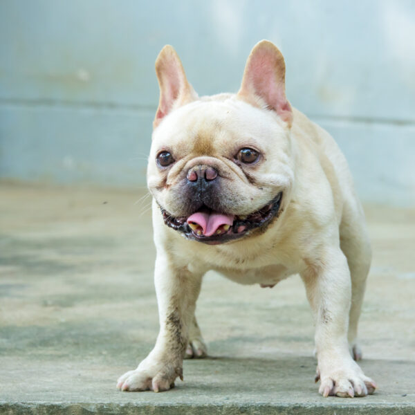 フレブル飼い主あるある55選｜「わかる！」が止まらないフレブルの日常