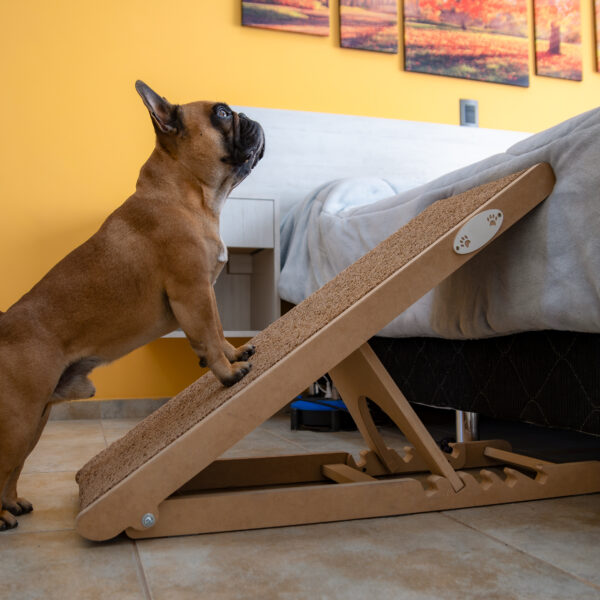 フレンチブルドッグの関節ケア｜滑り対策・段差対策・運動と体重管理の基本