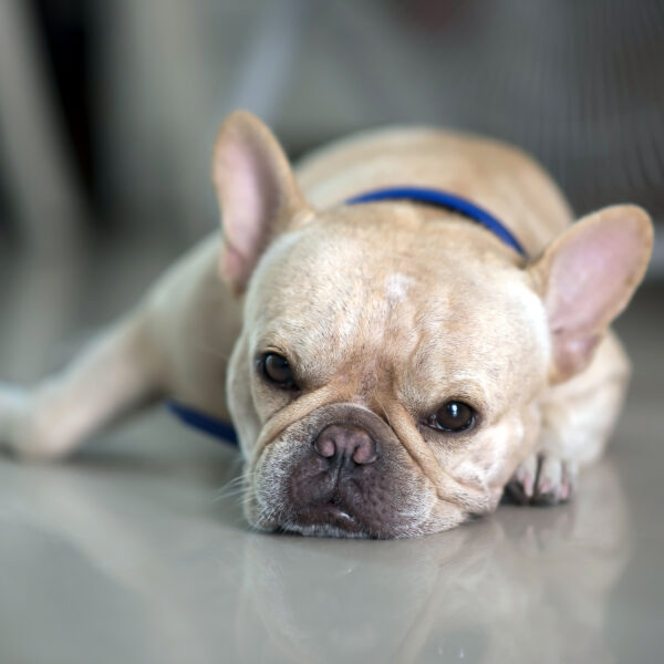 高齢フレンチブルドッグの呼吸管理|命を守る温度・湿度設定と寝姿勢ケア