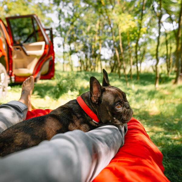 フレンチブルドッグ連れ旅行の基本ルール＆マナー