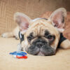 高齢期（10歳以上）のフレンチブルドッグが食べないときの工夫｜トッピングと食べやすい与え方