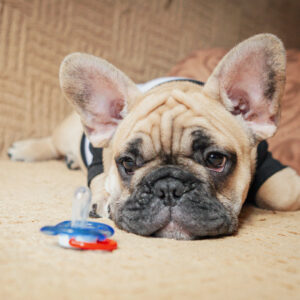 高齢期（10歳以上）のフレンチブルドッグが食べないときの工夫｜トッピングと食べやすい与え方