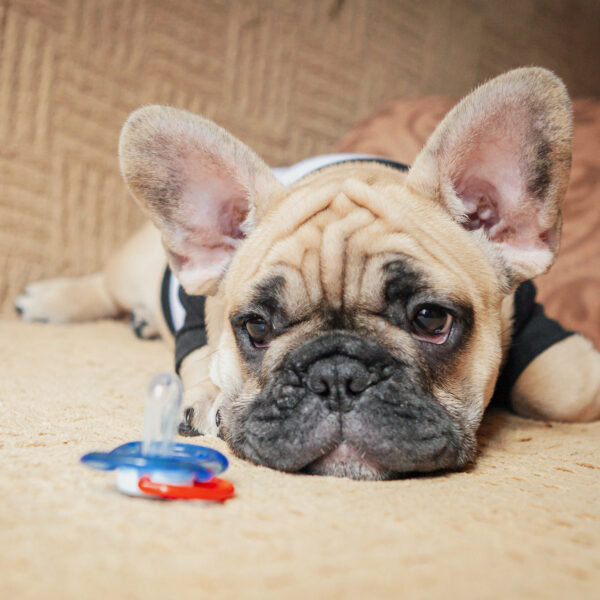 高齢期（10歳以上）のフレンチブルドッグが食べないときの工夫｜トッピングと食べやすい与え方