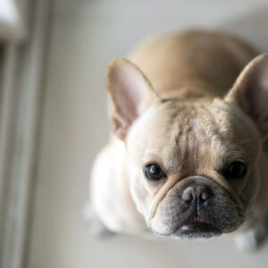 実録】「可愛い」が最大の敵？運動量が落ちたシニアフレブルのダイエット成功術