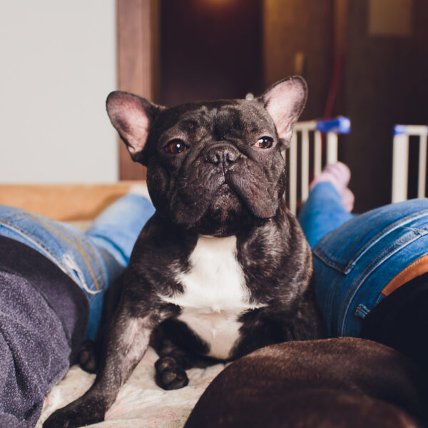 フレンチブルドッグと泊まる宿でのマナー｜チェックインからチェックアウトまでの完全ガイド