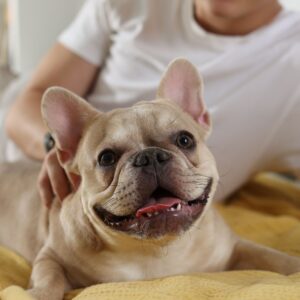 フレンチブルドッグに好かれる行動・嫌われる行動｜信頼関係を深める接し方