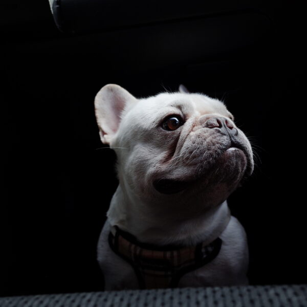 フレンチブルドッグと公共交通機関で移動する方法｜電車・新幹線・バス・タクシーのルールとマナー