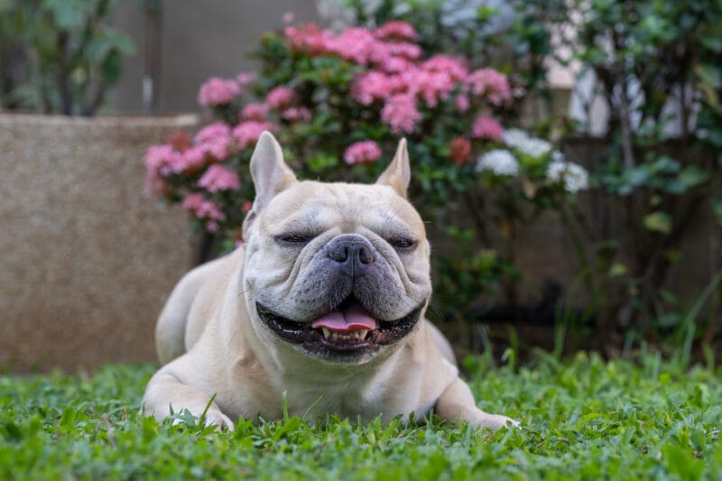 パンティングとは？犬がハァハァする理由と危険なサインの見分け方【フレンチブルドッグは要注意】